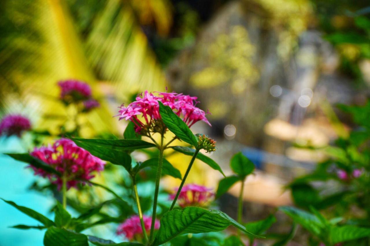 Udf Nature Villa Kandy Ngoại thất bức ảnh